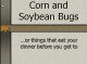 Corn and Soybean Bugs